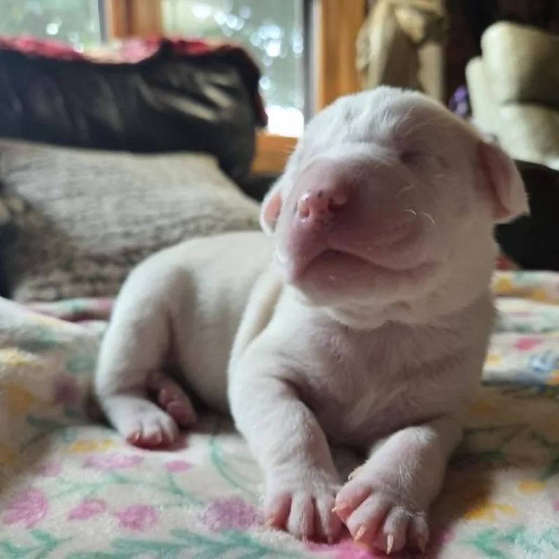 A baby medium-sized male White / Cream Labrador Retriever dog named Dipper for adoption in Alma, WI