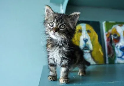 A baby small-sized female Domestic Long Hair cat named Caprese for adoption in San Antonio, TX