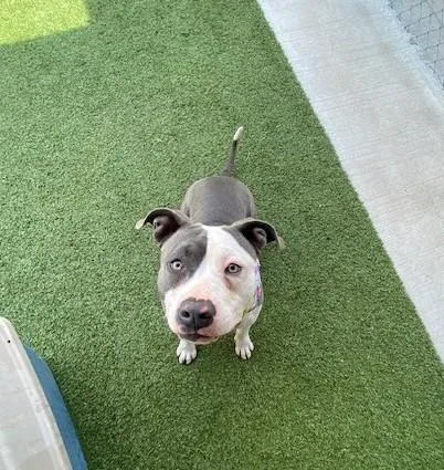 A young medium-sized female Gray / Blue / Silver Pit Bull Terrier dog named April for adoption in Fayetteville, AR