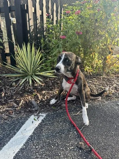 A young medium-sized female Feist dog named Reina for adoption in Conway, SC