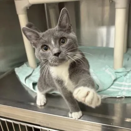 A young small-sized male Domestic Short Hair cat named Rocco for adoption in Wilkesboro, NC