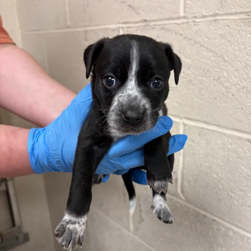A baby small-sized male Brown / Chocolate Mixed Breed dog named Monde for adoption in East Hanover, NJ