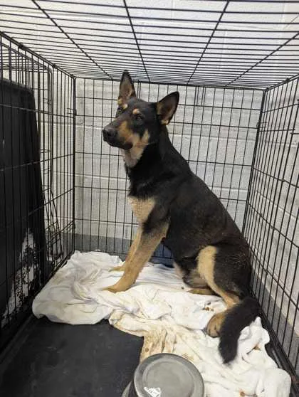 An adult large-sized male Mixed Breed dog named Tiny for adoption in Sevierville, TN