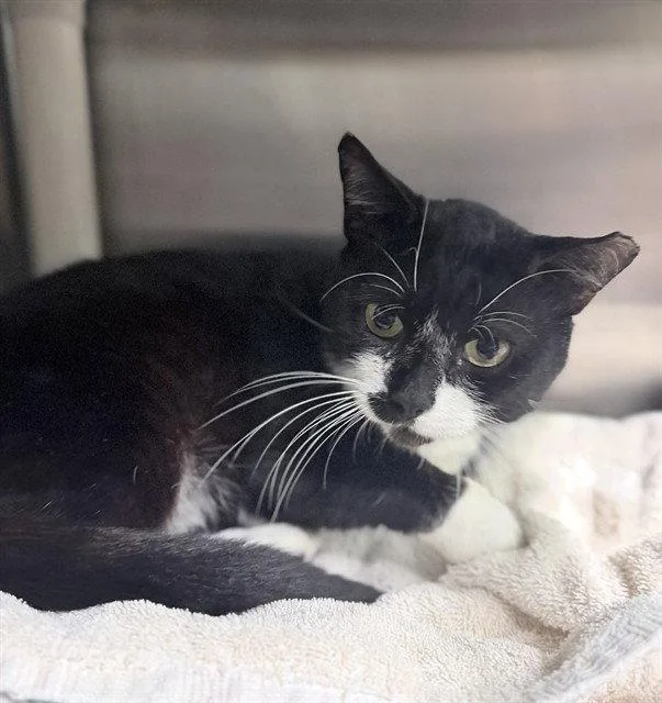 A senior medium-sized male Domestic Short Hair cat named Rolypoly for adoption in Tavares, FL