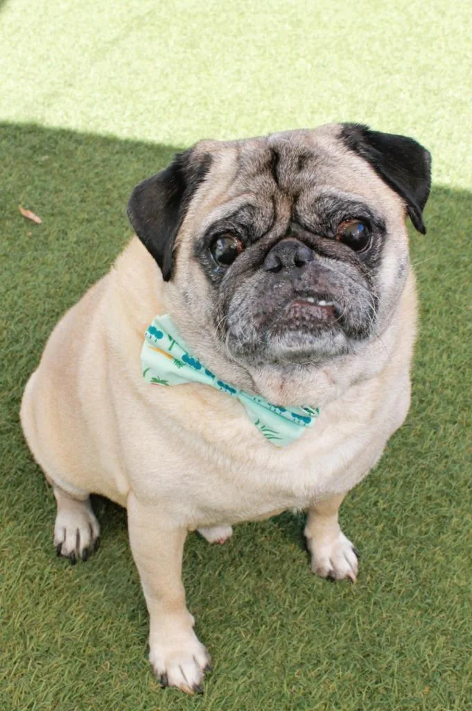 An adult small-sized male Pug dog named Jefe for adoption in Gardena, CA