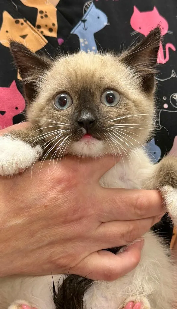 Sylvester thumbnail 2