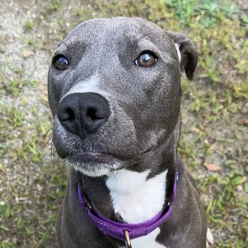 An adult medium-sized female Gray / Blue / Silver Mixed Breed dog named Lola for adoption in Oxford, ME