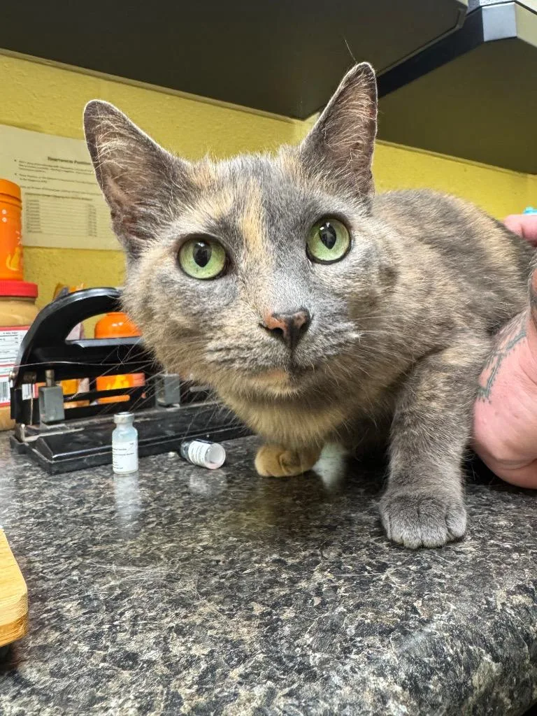 An adult small-sized female Domestic Short Hair cat named Fairytale for adoption in Crossville, TN