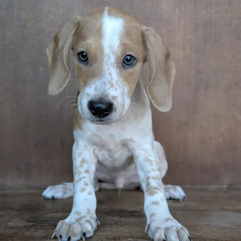 A baby small-sized male White / Cream Dachshund dog named Otto for adoption in Fredericksburg, TX