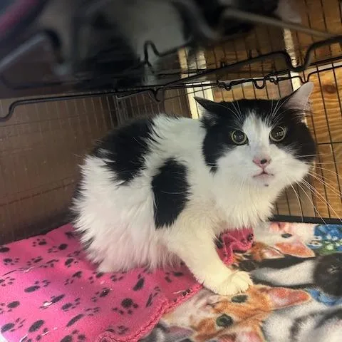 An adult small-sized male Black Domestic Medium Hair cat named George for adoption in Enterprise, AL