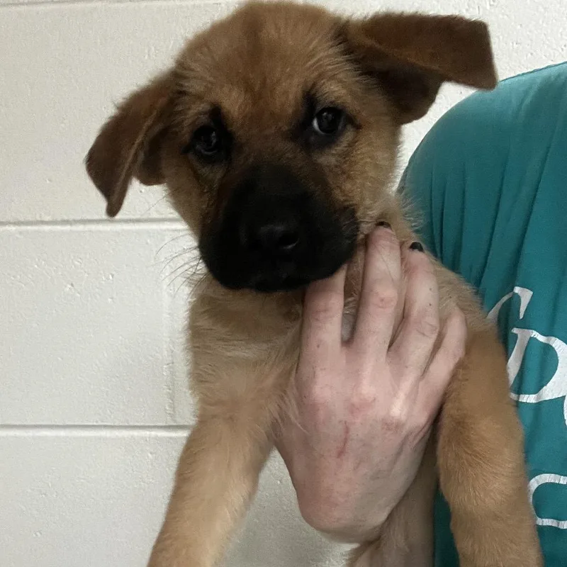 A baby medium-sized female Yellow / Tan / Blond / Fawn German Shepherd Dog dog named Polly for adoption in Lakeland, FL
