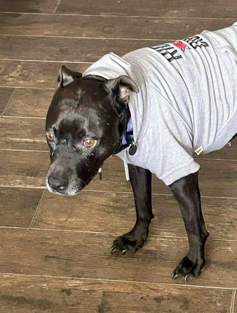An adult medium-sized female Black American Staffordshire Terrier dog named Lucy Tu for adoption in Tomball, TX