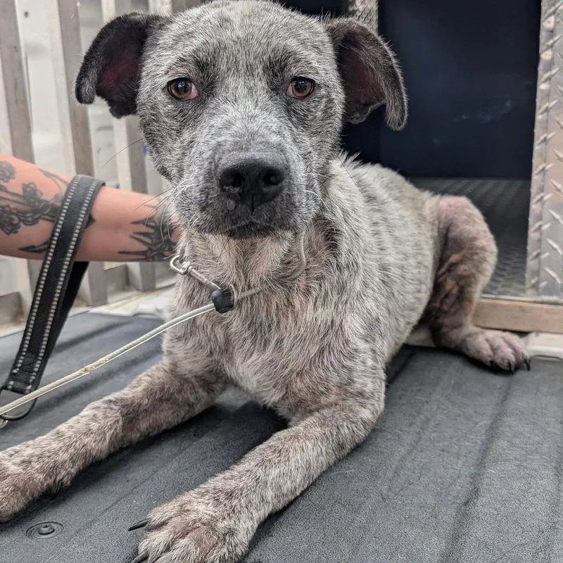 A young medium-sized female White / Cream Australian Cattle Dog / Blue Heeler dog named Chichi for adoption in Buchanan Dam, TX