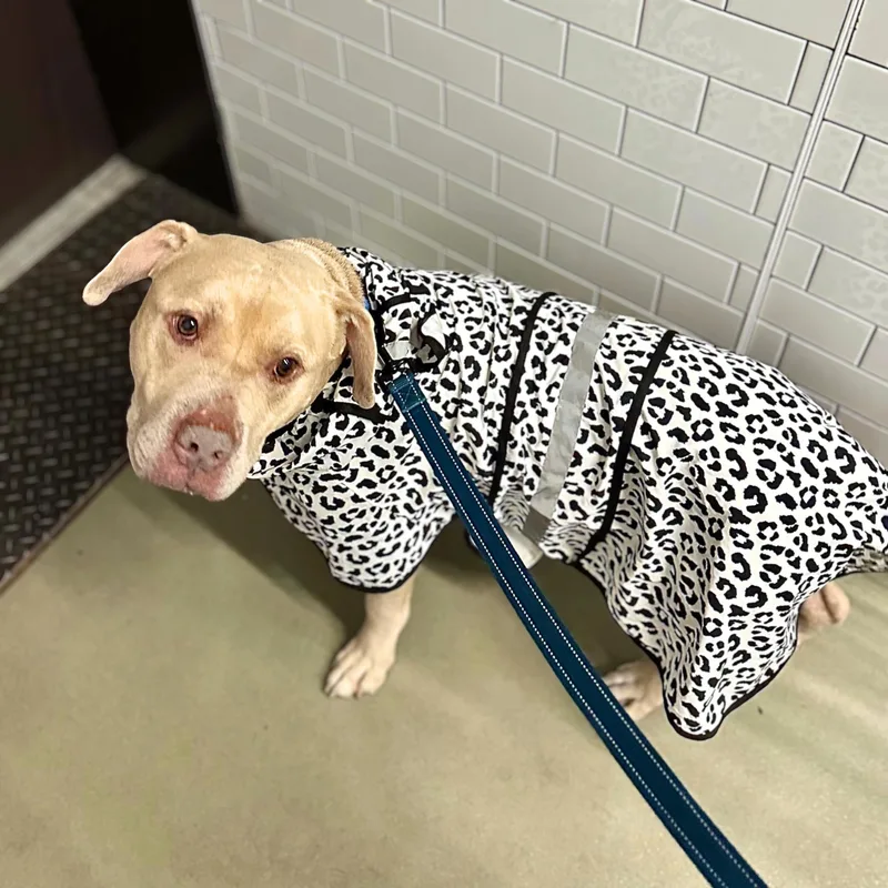 A senior large-sized male Apricot / Beige Pit Bull Terrier dog named Sunscreen for adoption in New York, NY
