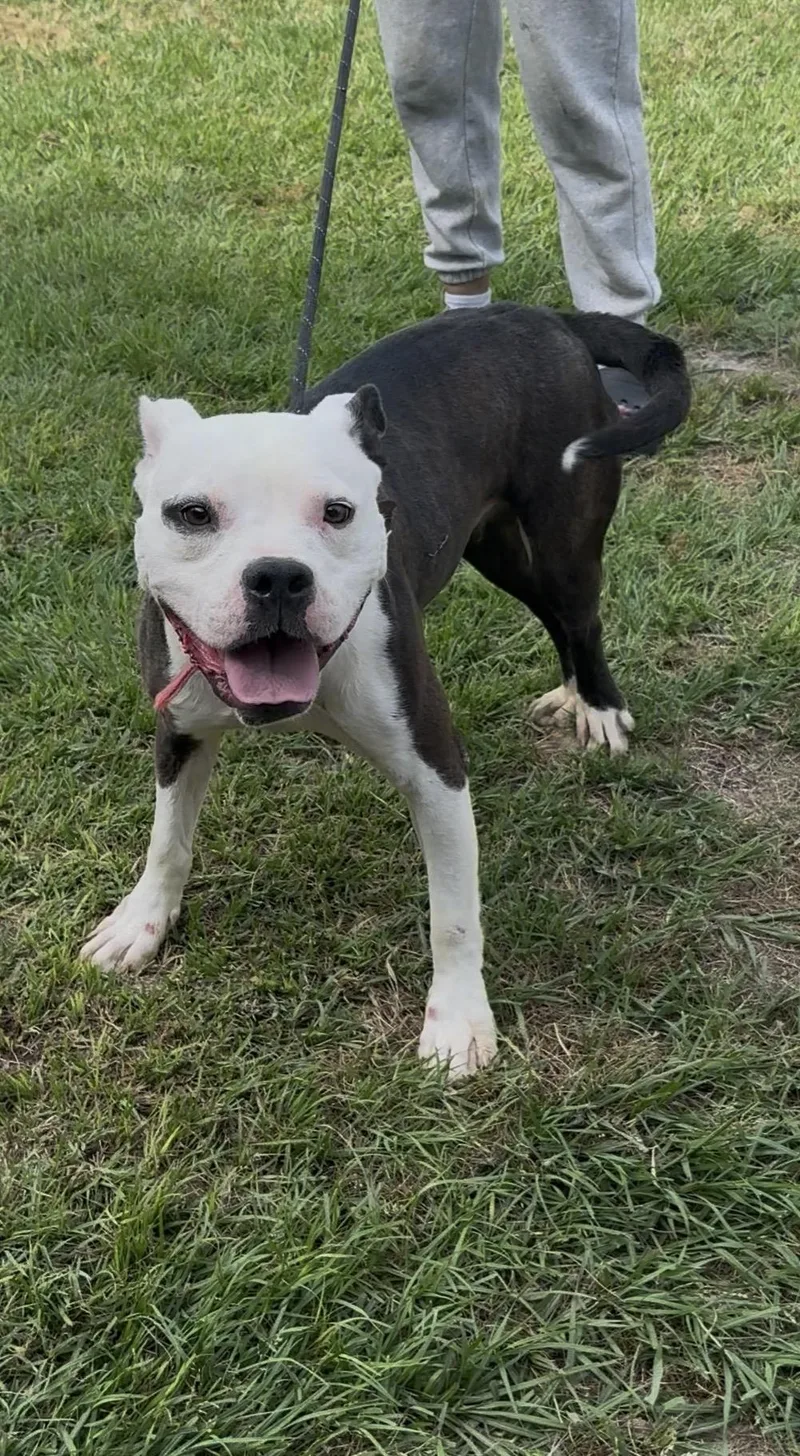 A young medium-sized male Harlequin American Staffordshire Terrier dog named Lance for adoption in Tyler, TX