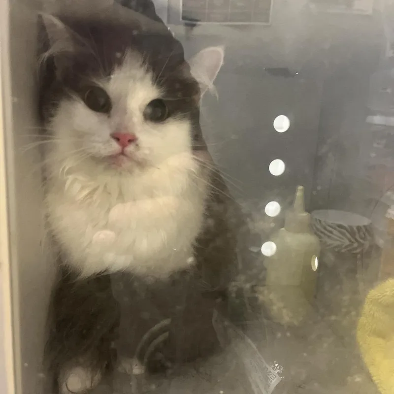 An adult small-sized female Domestic Long Hair cat named Dorleen for adoption in Chattanooga, TN
