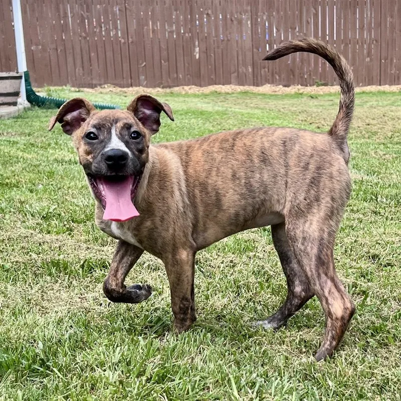 A baby small-sized female Mixed Breed dog named Liberty Belle for adoption in Reynoldsburg, OH