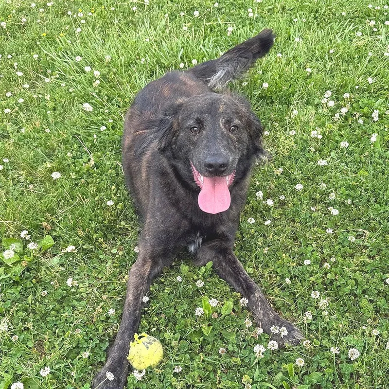 A young small-sized male Brindle Mixed Breed dog named Loki for adoption in Chattanooga, TN