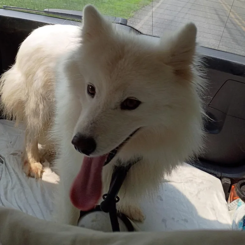 An adult medium-sized female White / Cream Samoyed dog named Noelle for adoption in West Chester, PA