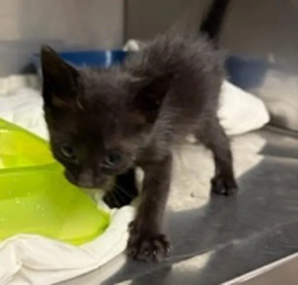 A baby small-sized female Domestic Short Hair cat named Velcro for adoption in Morristown, TN