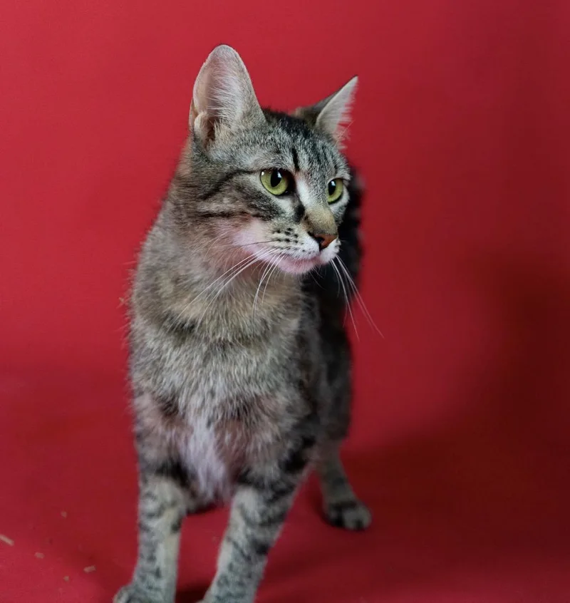 An adult medium-sized female Tabby (Buff / Tan / Fawn) Tabby cat named Bonnie for adoption in Little Falls, MN