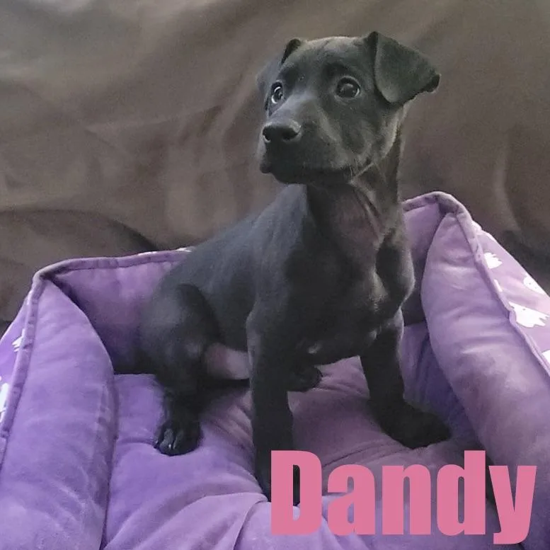 Dandy thumbnail 2