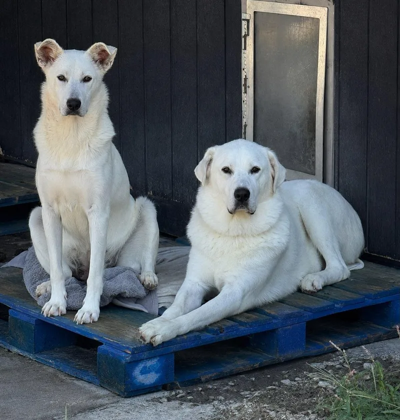 Mama & Papa Puddles