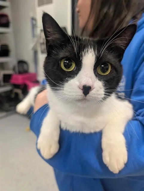 An adult medium-sized male Domestic Short Hair cat named Marylyn for adoption in Camarillo, CA