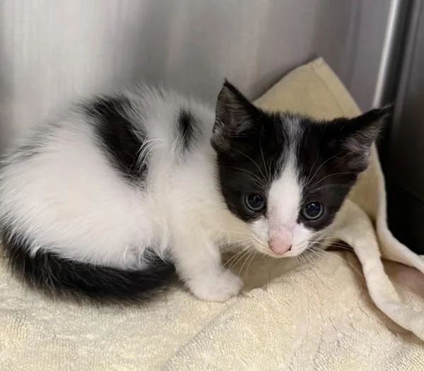 A baby medium-sized female Domestic Short Hair cat named Pt Cruiser Bonded With for adoption in Silverdale, WA