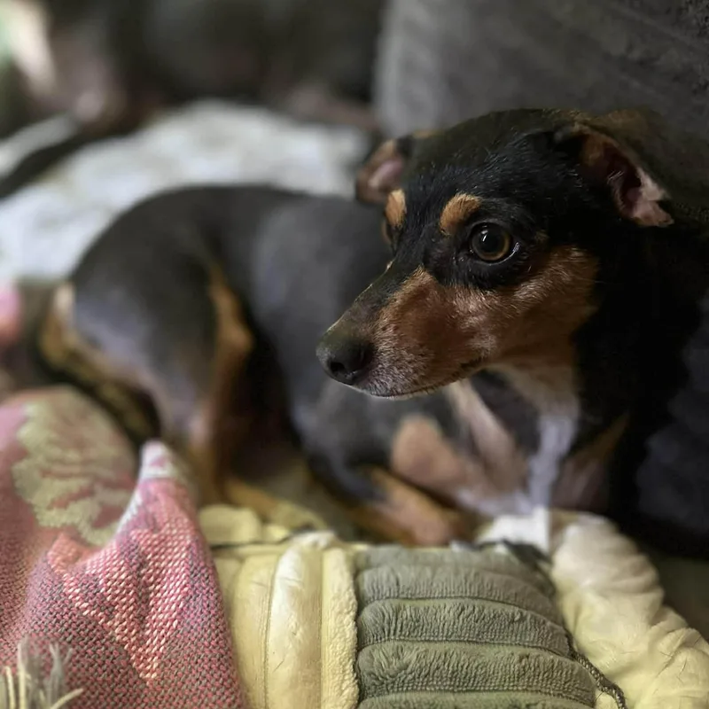 Florence thumbnail 4