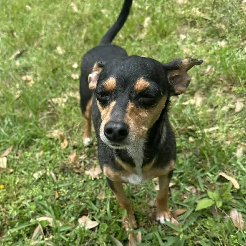 Florence thumbnail 5