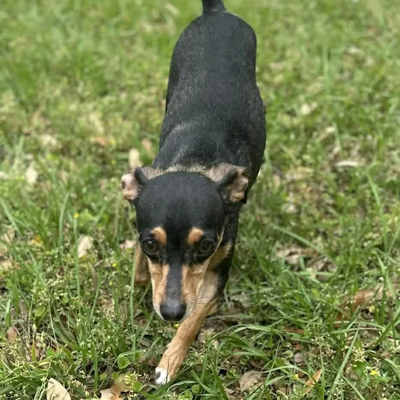 Florence thumbnail 6