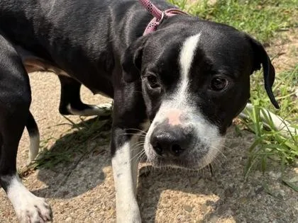 An adult medium-sized female Mixed Breed dog named Cottage Cheese for adoption in West Chester, PA