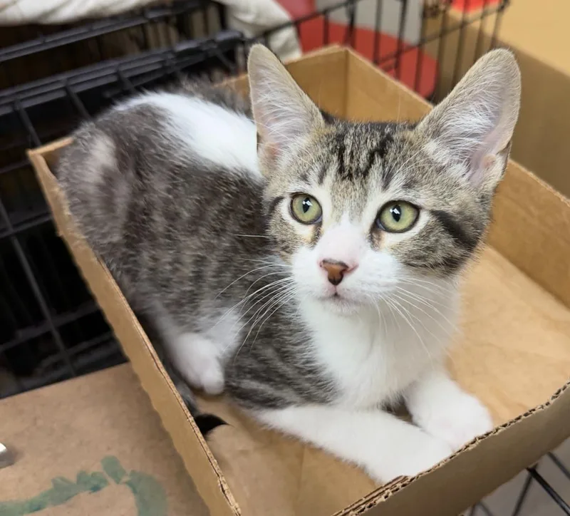 A baby medium-sized male Domestic Short Hair cat named Hashbrown for adoption in San Pedro, CA