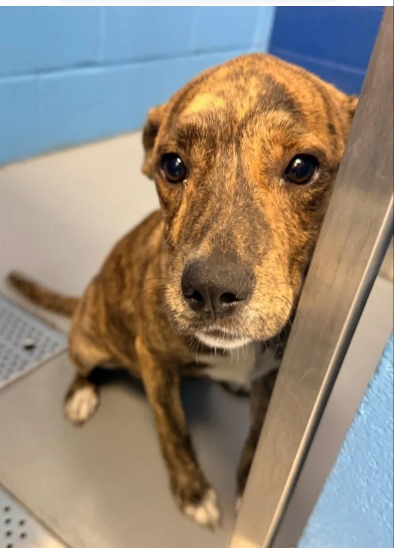 A baby medium-sized female Mixed Breed dog named Lola for adoption in Conway, SC