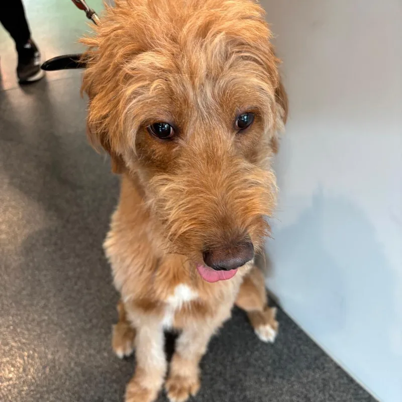 A young medium-sized female Golden Mixed Breed dog named May for adoption in Allentown, PA