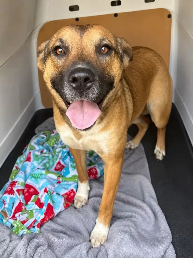 A young medium-sized female Bicolor German Shepherd Dog dog named Tessa for adoption in Tunica, MS