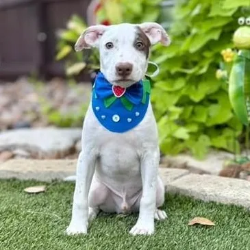 Buster