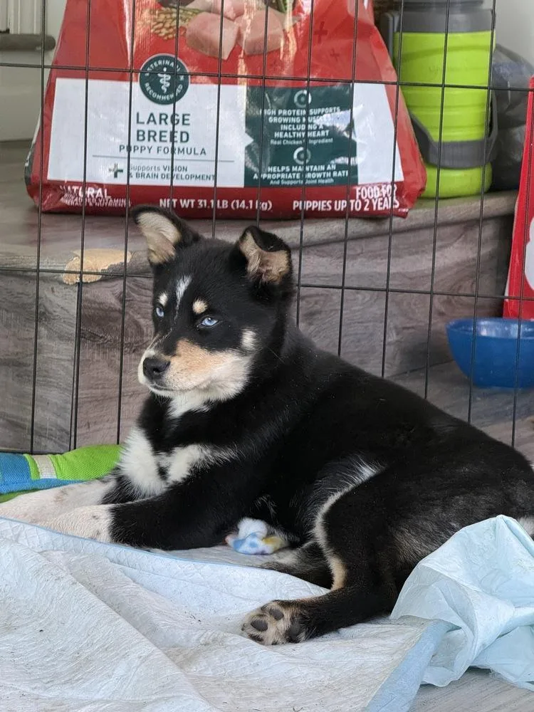 Meredith thumbnail 2