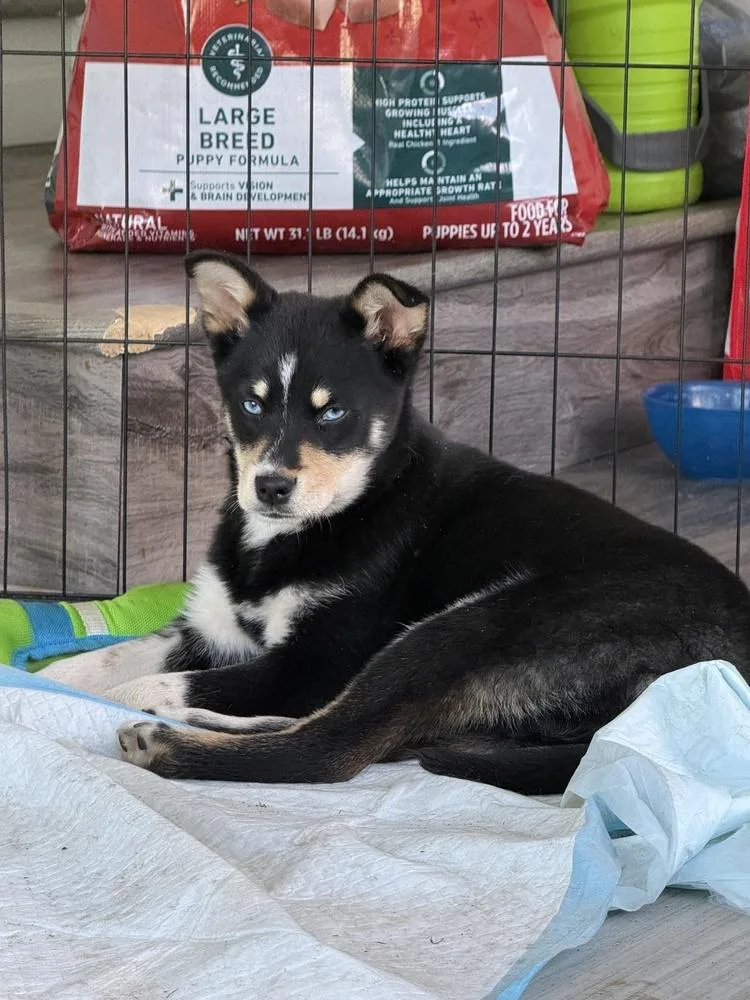 Meredith thumbnail 3