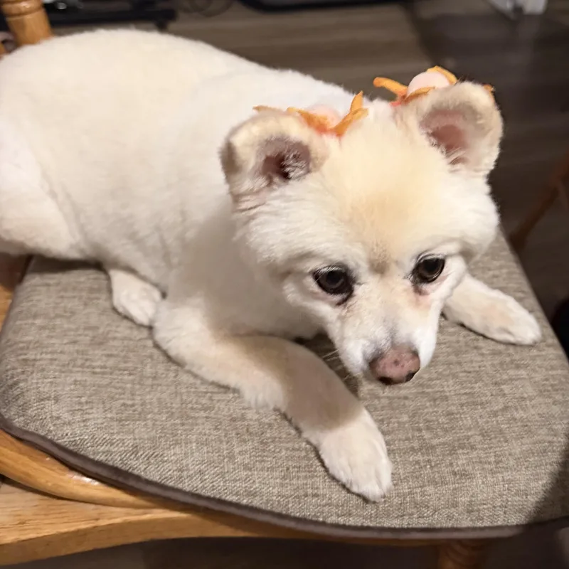 A senior small-sized female Apricot / Beige Pomeranian dog named JaeLoz for adoption in Nipomo, CA