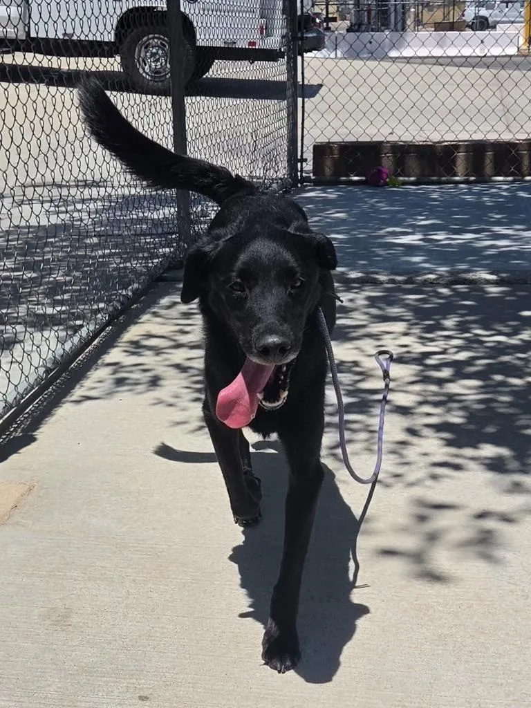 An adult large-sized male Shepherd dog named Mitch for adoption in Twentynine Palms, CA