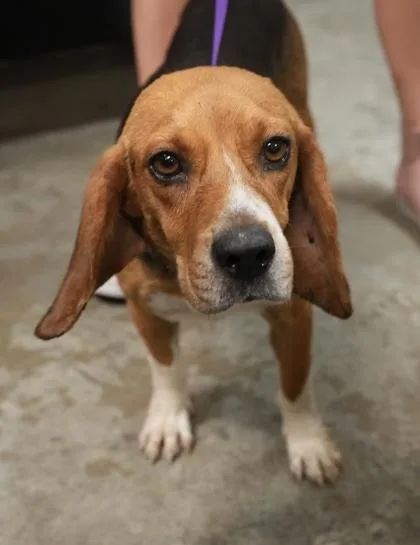 An adult medium-sized female Beagle dog named Precious for adoption in Bowling Green, KY
