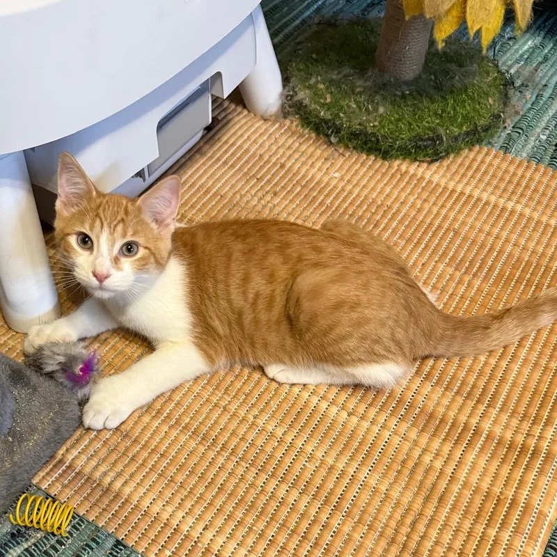 A baby small-sized male Orange / Red Domestic Short Hair cat named Taki for adoption in Gibsonia, PA