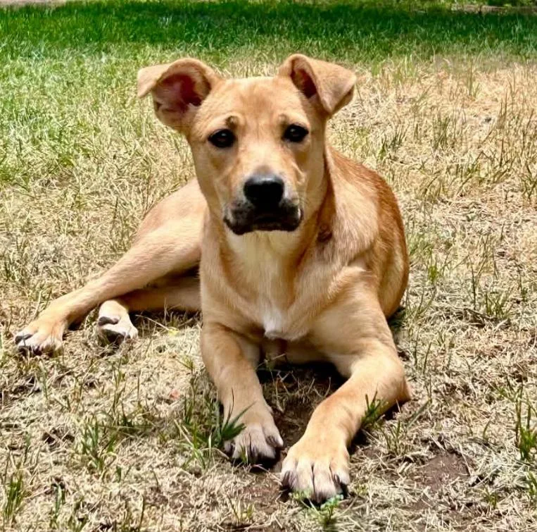 A young large-sized female Brown / Chocolate Labrador Retriever dog named Mocha for adoption in Mead, CO