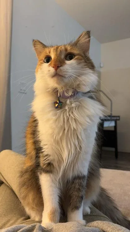 An adult small-sized female Domestic Medium Hair cat named Millie for adoption in Phoenix, AZ
