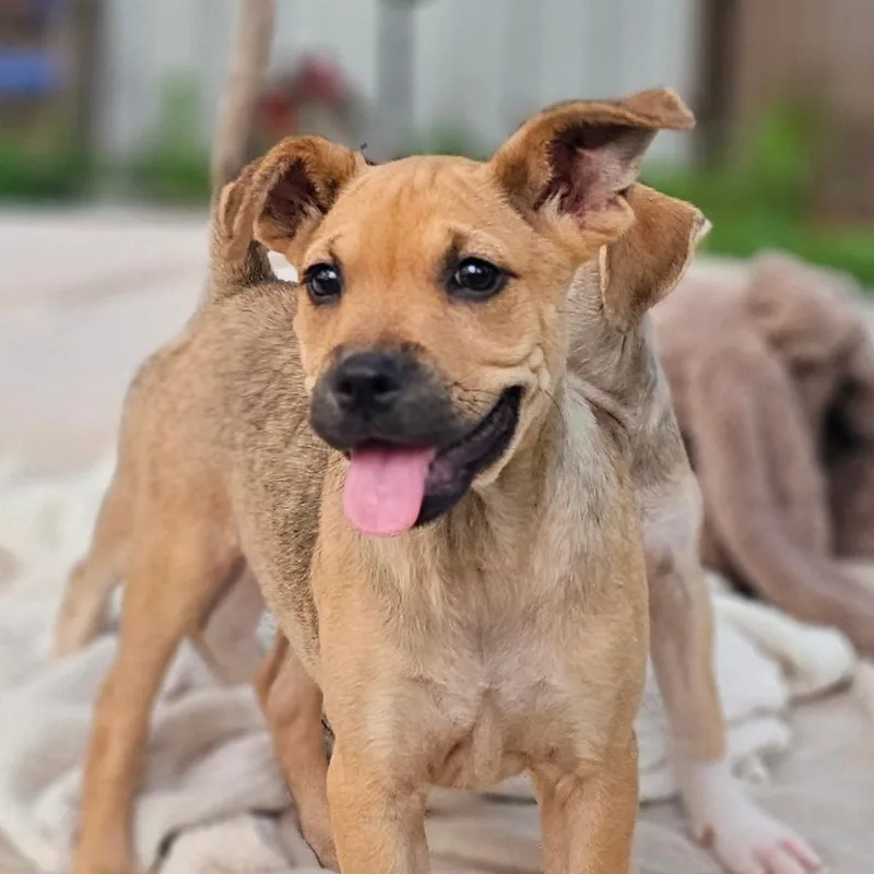 A young small-sized female Brown / Chocolate Pug dog named Paisley for adoption in Cleveland, TX