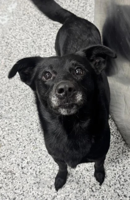 An adult medium-sized male Mixed Breed dog named Jett for adoption in West Chester, PA