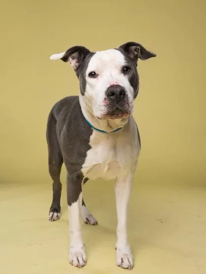 A senior medium-sized female Mixed Breed dog named Bambi for adoption in Atlanta, GA