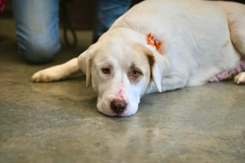 An adult large-sized female White / Cream Great Pyrenees dog named Kelani for adoption in Hot Springs, AR